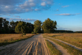 brandenburg odyssee