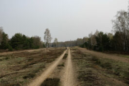 brandenburg odyssee